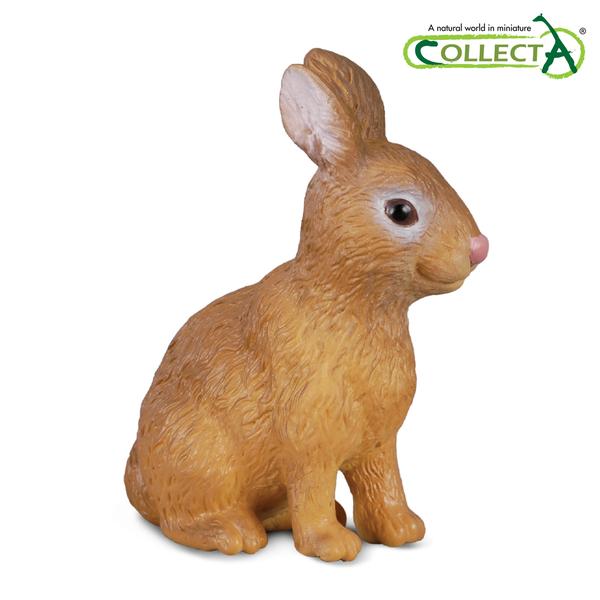 [교구] 컬렉타 - 집토끼