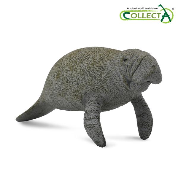 [교구] 컬렉타 - 매너티