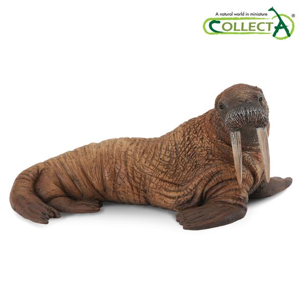 [교구] 컬렉타 - 바다코끼리