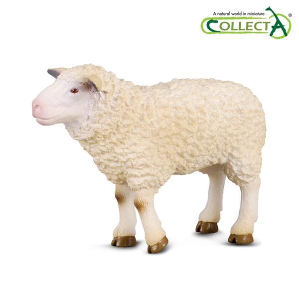 [교구] 컬렉타 - 양